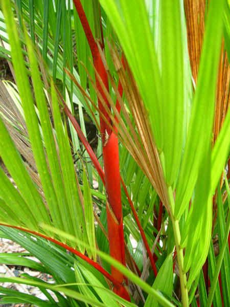 RED SEALING WAX PALM  Cyrtostachys renda   PLANT  