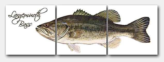 LARGEMOUTH BASS Glass Tile Mural 18x6 FISH/KITCHEN/BATH  