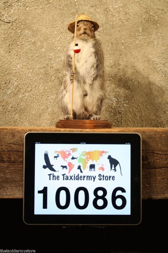 10086 Fishing Grey Squirrel Novelty Taxidermy Mount GrayBlackRed 