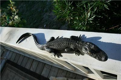 Baby ALLIGATOR Full MOUNT taxidermy Looks alive GATOR  