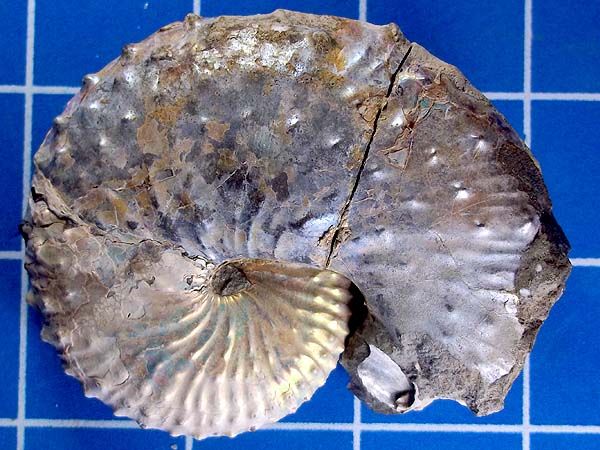 LARGE 3 INCH SCAPHITES AMMONITE FROM NORTH DAKOTA #01  