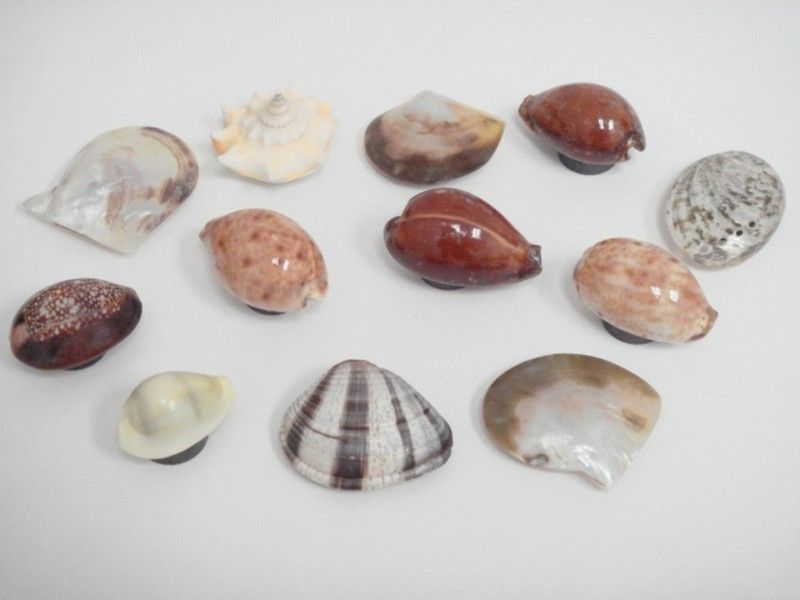 ASSORT SEA SHELLS REFRIGERATOR MAGNET 12 PCS #7500  