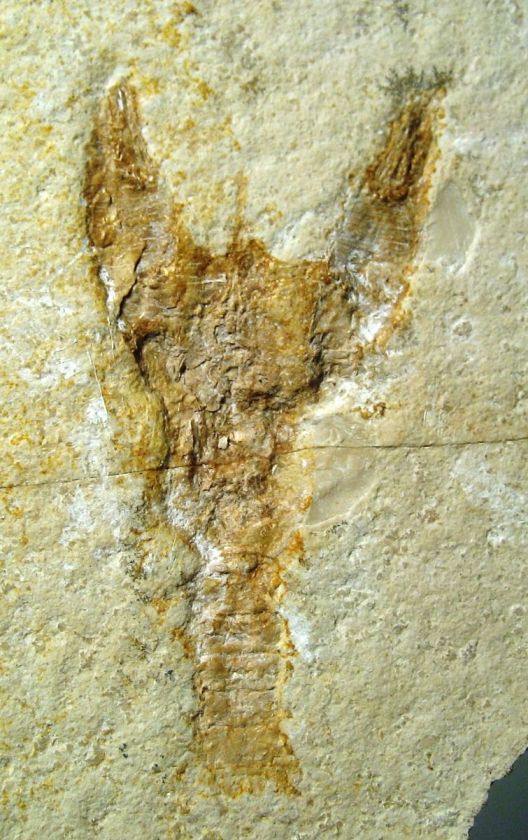 Solnhofen fossil large lobster   crustacean   Jurassic, Germany  