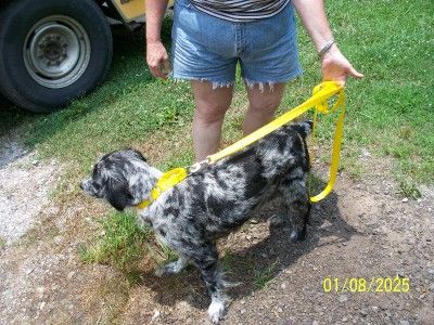 Training Martingale Style Dog Collar Grey Hounds  