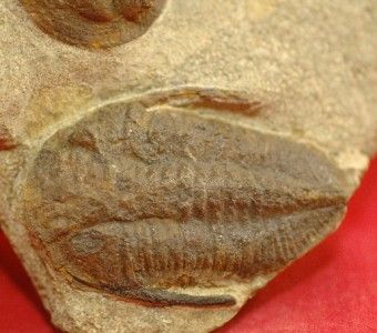 DECLIVOLITUS & MUCRONASPIS & UNKNOWN TRILOBITE   MOROCCO   REAL 