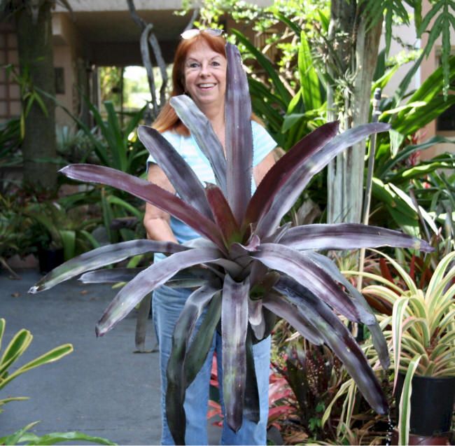 BROMELIAD Aechmea MALVA & PUP Silvery PURPLE  