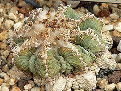 100 AZTEKIUM RITTERI seeds AZTEC CACTUS  