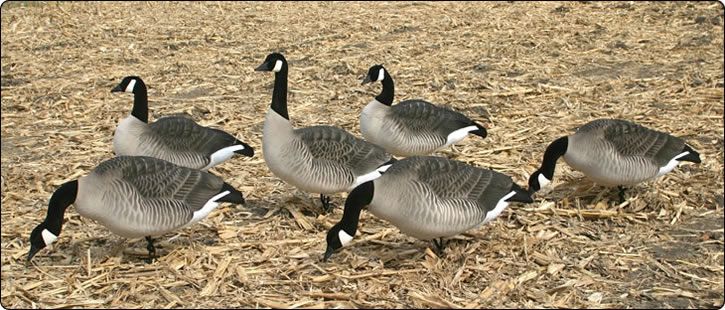 DAKOTA XFD FULLY FLOCKED CANADA GOOSE DECOYS GEESE  