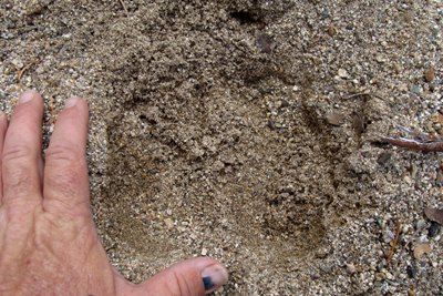 Tracks from massive deer and elk herds in and around the claim.