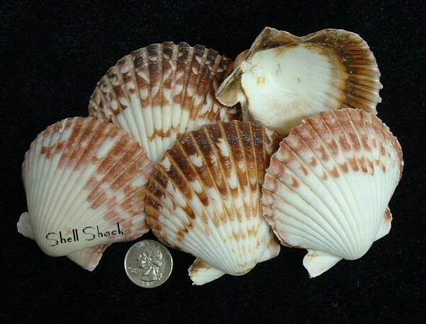 CRAFT SHELLS 6 Calico Pectin 3 Seashells   FREE ship  