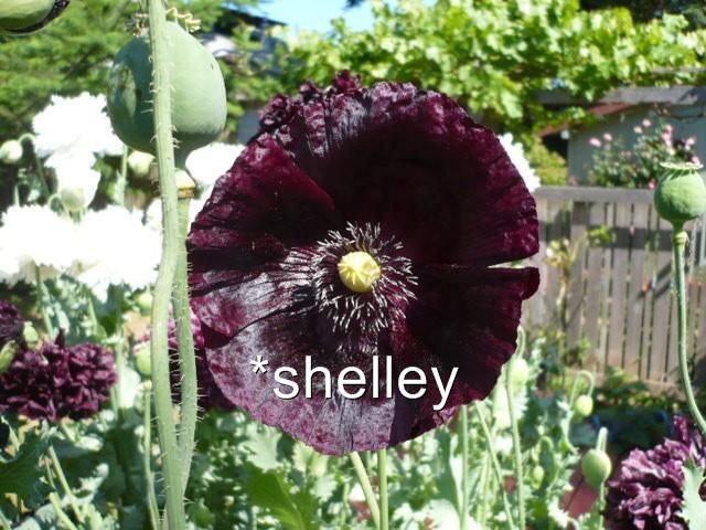 They make great cut flowers. Below is just one in a vase. For best 