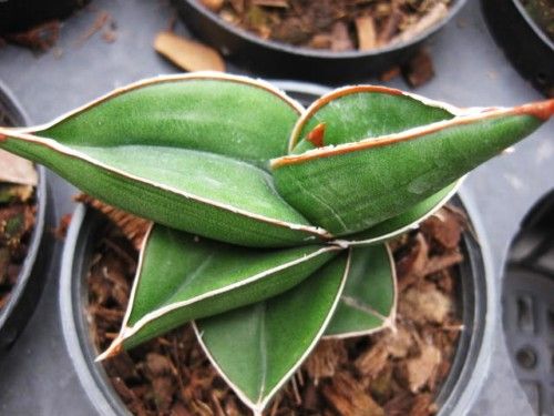 Sansevieria Dwarf Samurai with Red Edge Plant +Phyto  